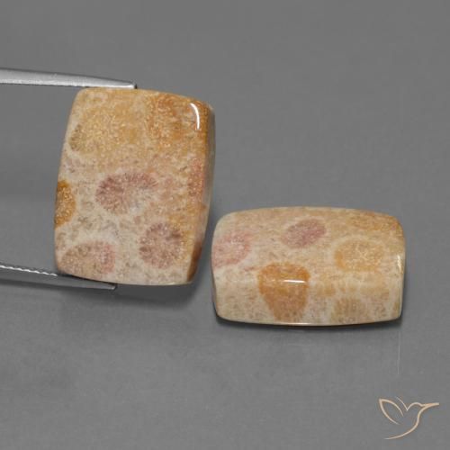 35.05ctw Natürlicher Mehrfarbig Korallen-Fossil, Kissen, Lichtundurchlässig