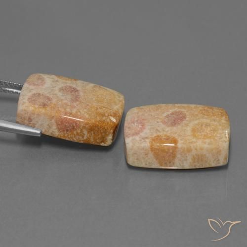 35.05 ct natürliche Mehrfarbig Korallen-Fossil-Edelsteine, Kissen, Lichtundurchlässig