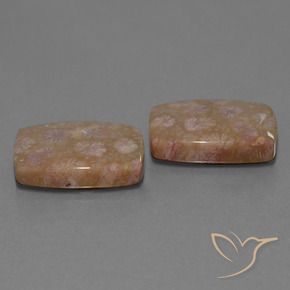 27.24 ct natürliche Mehrfarbig Korallen-Fossil-Edelsteine, Kissen, Lichtundurchlässig
