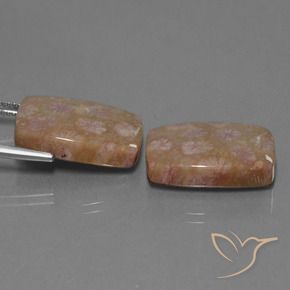 27.24 ct natürliche Mehrfarbig Korallen-Fossil-Edelsteine, Kissen, Lichtundurchlässig