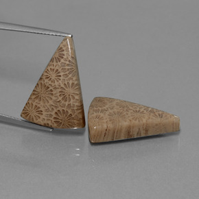  ct natürliche Mehrfarbig Korallen-Fossil-Edelsteine, Trillion, Lichtundurchlässig