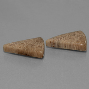  ct natürliche Mehrfarbig Korallen-Fossil-Edelsteine, Trillion, Lichtundurchlässig