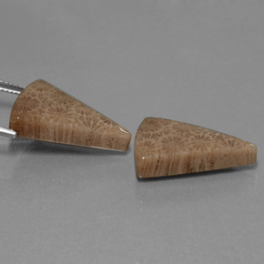  ct natürliche Mehrfarbig Korallen-Fossil-Edelsteine, Trillion, Lichtundurchlässig