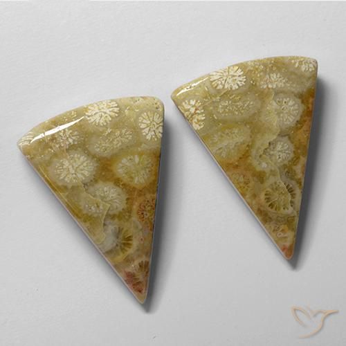 28.61 ct natürliche Mehrfarbig Korallen-Fossil-Edelsteine, Trillion, Lichtundurchlässig