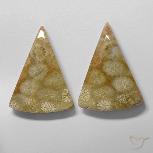 28.61 ct natürliche Mehrfarbig Korallen-Fossil-Edelsteine, Trillion, Lichtundurchlässig