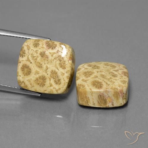 26.03ctw Natürlicher Mehrfarbig Korallen-Fossil, Kissen, Lichtundurchlässig
