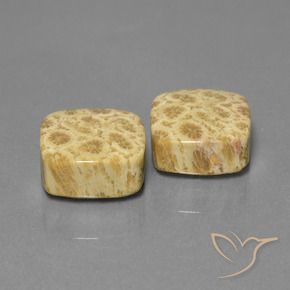 26.03 ct natürliche Mehrfarbig Korallen-Fossil-Edelsteine, Kissen, Lichtundurchlässig