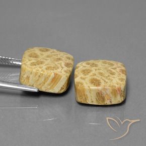26.03 ct natürliche Mehrfarbig Korallen-Fossil-Edelsteine, Kissen, Lichtundurchlässig