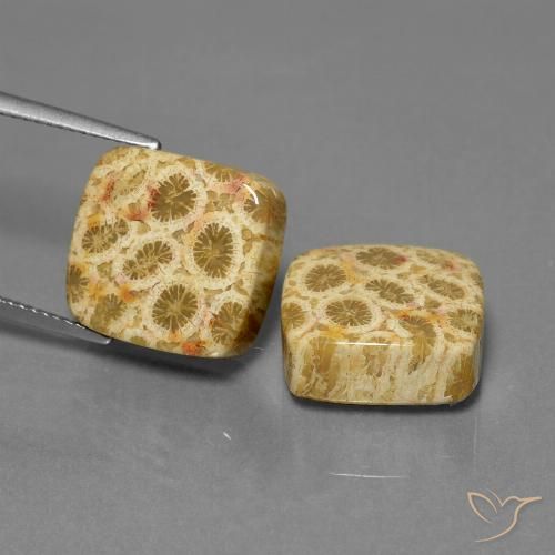 24.04ctw Natürlicher Mehrfarbig Korallen-Fossil, Kissen, Lichtundurchlässig