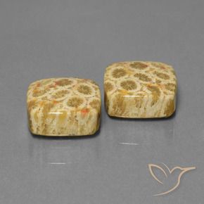 24.04 ct natürliche Mehrfarbig Korallen-Fossil-Edelsteine, Kissen, Lichtundurchlässig