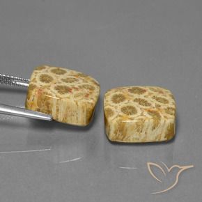 24.04 ct natürliche Mehrfarbig Korallen-Fossil-Edelsteine, Kissen, Lichtundurchlässig