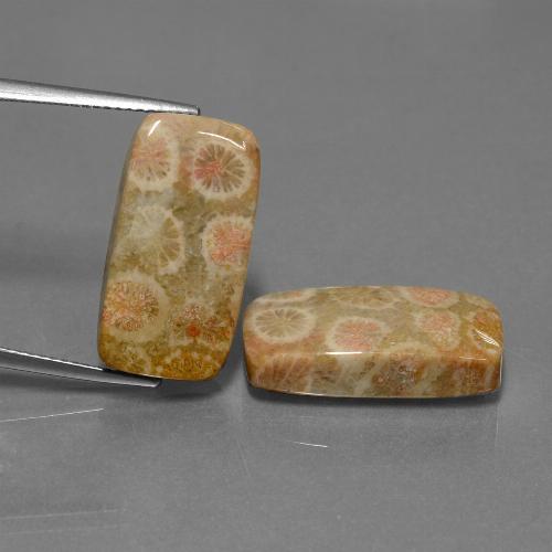 23.56 ct natürliche Mehrfarbig Korallen-Fossil-Edelsteine, Kissenschliff, Lichtundurchlässig