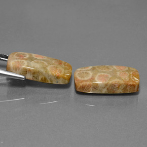 23.56 ct natürliche Mehrfarbig Korallen-Fossil-Edelsteine, Kissenschliff, Lichtundurchlässig