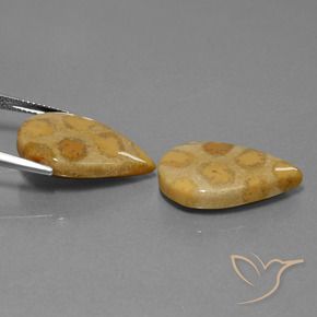 22.90 ct natürliche Mehrfarbig Korallen-Fossil-Edelsteine, Birnenform, Lichtundurchlässig