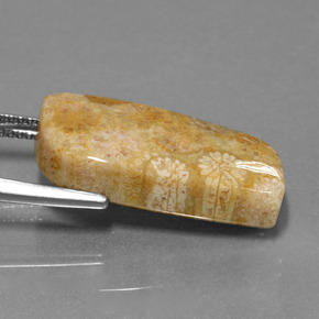 9,17 ctw natürlicher Mehrfarbig Korallen-Fossil, Ausgefallene Form, Lichtundurchlässig