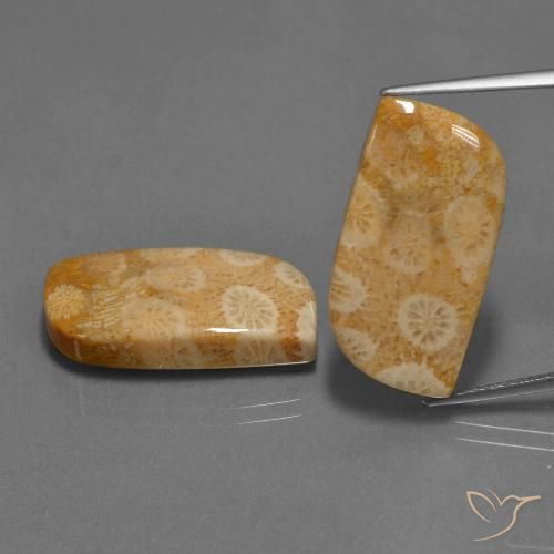 30.44ctw Natürlicher Mehrfarbig Korallen-Fossil, Fantasie, Lichtundurchlässig