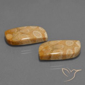 30.44 ct natürliche Mehrfarbig Korallen-Fossil-Edelsteine, Fantasie, Lichtundurchlässig