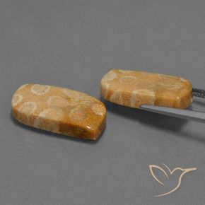 30.44 ct natürliche Mehrfarbig Korallen-Fossil-Edelsteine, Fantasie, Lichtundurchlässig