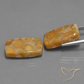 29.77 ct natürliche Mehrfarbig Korallen-Fossil-Edelsteine, Kissen, Lichtundurchlässig