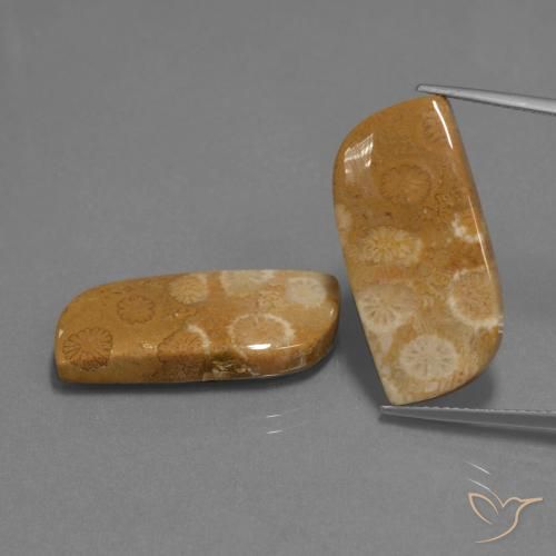 24.41ctw Natürlicher Mehrfarbig Korallen-Fossil, Fantasie, Lichtundurchlässig