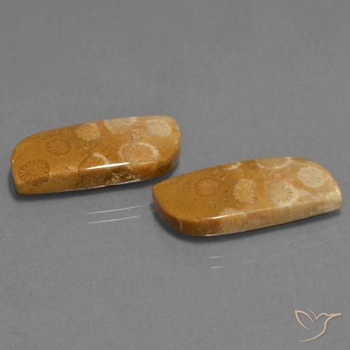 24.41 ct natürliche Mehrfarbig Korallen-Fossil-Edelsteine, Fantasie, Lichtundurchlässig