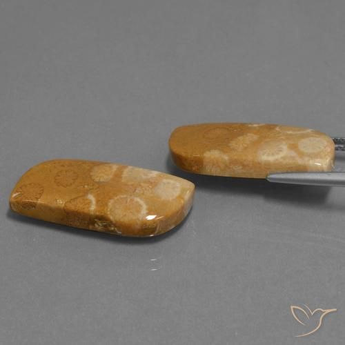 24.41 ct natürliche Mehrfarbig Korallen-Fossil-Edelsteine, Fantasie, Lichtundurchlässig