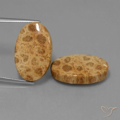 25.95ctw Natürlicher Mehrfarbig Korallen-Fossil, Oval, Lichtundurchlässig
