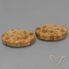 25.95 ct natürliche Mehrfarbig Korallen-Fossil-Edelsteine, Oval, Lichtundurchlässig