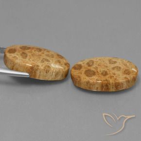 25.95 ct natürliche Mehrfarbig Korallen-Fossil-Edelsteine, Oval, Lichtundurchlässig