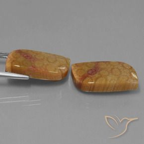 28.06 ct natürliche Mehrfarbig Korallen-Fossil-Edelsteine, Fantasie, Lichtundurchlässig