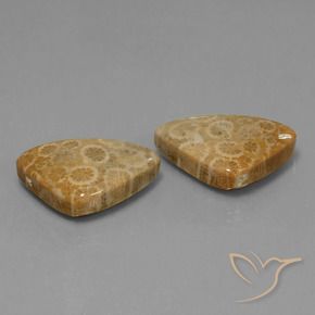 34.00 ct natürliche Mehrfarbig Korallen-Fossil-Edelsteine, Trillion, Lichtundurchlässig