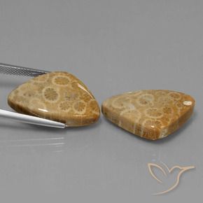34.00 ct natürliche Mehrfarbig Korallen-Fossil-Edelsteine, Trillion, Lichtundurchlässig