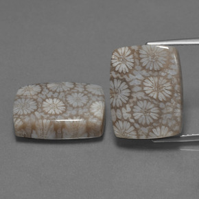  ct natürliche Mehrfarbig Korallen-Fossil-Edelsteine, Kissenschliff, Lichtundurchlässig