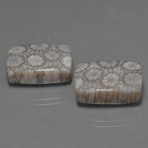  ct natürliche Mehrfarbig Korallen-Fossil-Edelsteine, Kissenschliff, Lichtundurchlässig