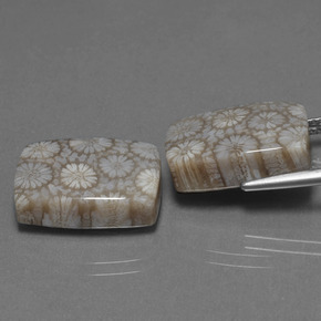  ct natürliche Mehrfarbig Korallen-Fossil-Edelsteine, Kissenschliff, Lichtundurchlässig