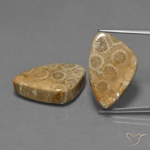 29.73ctw Natürlicher Mehrfarbig Korallen-Fossil, Trillion, Lichtundurchlässig