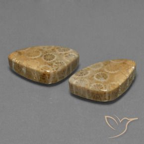 29.73 ct natürliche Mehrfarbig Korallen-Fossil-Edelsteine, Trillion, Lichtundurchlässig