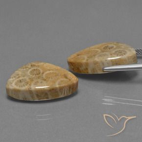29.73 ct natürliche Mehrfarbig Korallen-Fossil-Edelsteine, Trillion, Lichtundurchlässig