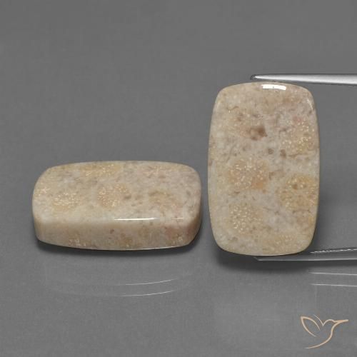 30.16ctw Natürlicher Mehrfarbig Korallen-Fossil, Kissen, Lichtundurchlässig