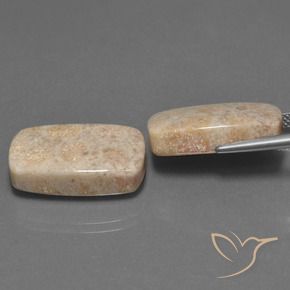 30.16 ct natürliche Mehrfarbig Korallen-Fossil-Edelsteine, Kissen, Lichtundurchlässig