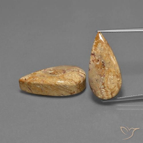 25.79ctw Natürlicher Mehrfarbig Korallen-Fossil, Birnenform, Lichtundurchlässig