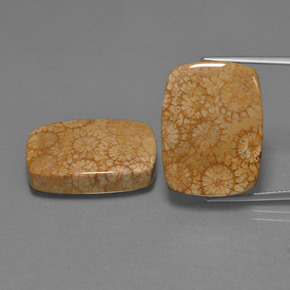  ct natürliche Mehrfarbig Korallen-Fossil-Edelsteine, Kissenschliff, Lichtundurchlässig