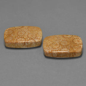  ct natürliche Mehrfarbig Korallen-Fossil-Edelsteine, Kissenschliff, Lichtundurchlässig