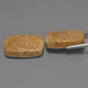  ct natürliche Mehrfarbig Korallen-Fossil-Edelsteine, Kissenschliff, Lichtundurchlässig