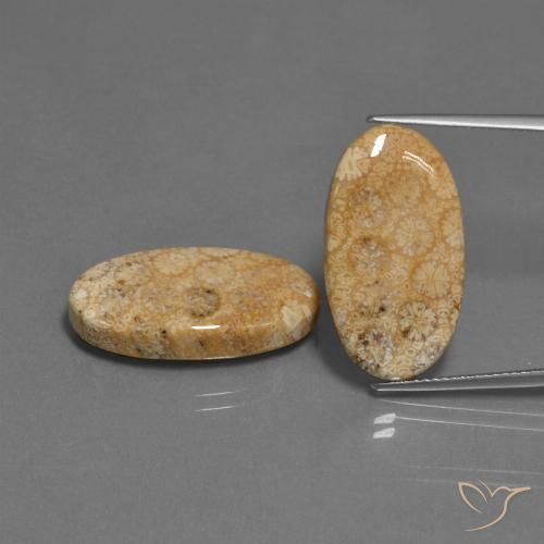 24.86ctw Natürlicher Mehrfarbig Korallen-Fossil, Oval, Lichtundurchlässig