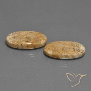 24.86 ct natürliche Mehrfarbig Korallen-Fossil-Edelsteine, Oval, Lichtundurchlässig