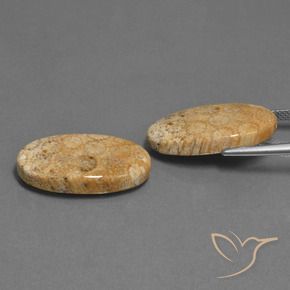 24.86 ct natürliche Mehrfarbig Korallen-Fossil-Edelsteine, Oval, Lichtundurchlässig