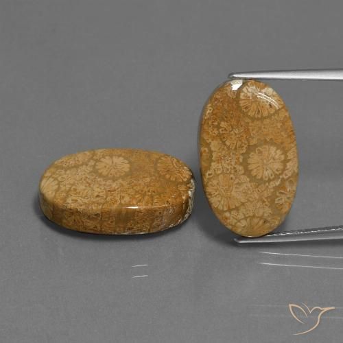 24.46ctw Natürlicher Mehrfarbig Korallen-Fossil, Oval, Lichtundurchlässig