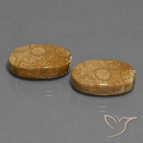 24.46 ct natürliche Mehrfarbig Korallen-Fossil-Edelsteine, Oval, Lichtundurchlässig