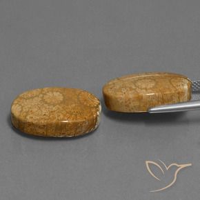 24.46 ct natürliche Mehrfarbig Korallen-Fossil-Edelsteine, Oval, Lichtundurchlässig